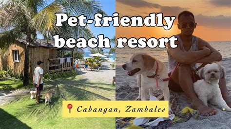 pet friendly beach resorts in zambales|Top 10 Pet.